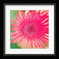 Pink Fun II Framed Print