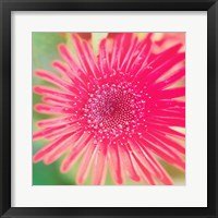 Pink Fun II Framed Print