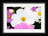 Daisies II Fine Art Print