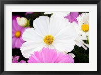 Daisies II Fine Art Print