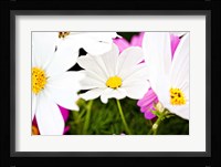 Daisies I Fine Art Print