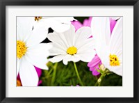 Daisies I Fine Art Print