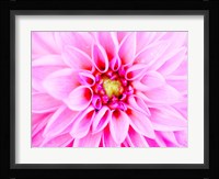 Pink Explosion I Fine Art Print