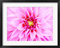 Pink Explosion I Fine Art Print