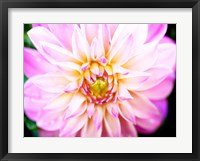 Pink Explosion II Fine Art Print