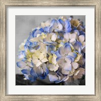 Hydrangeas I Fine Art Print