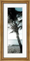 Cool Bimini Palm I Fine Art Print