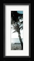 Cool Bimini Palm I Fine Art Print