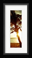 Warm Bimini Palm Fine Art Print
