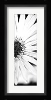 White Bloom I Fine Art Print