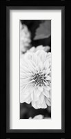 White Bloom II Fine Art Print