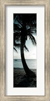 Cool Bimini Palm II Fine Art Print