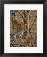 Leopard Walking Fine Art Print
