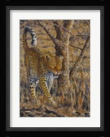 Leopard Walking Fine Art Print