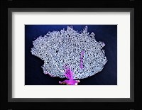 Coral On Navy I Framed Print