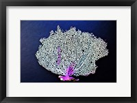 Coral On Navy II Fine Art Print