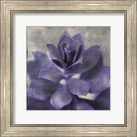 Lavender Succulent I Fine Art Print