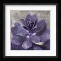 Lavender Succulent I Framed Print