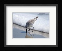 Sandpiper IA Fine Art Print