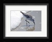 Sandpiper IIA Fine Art Print