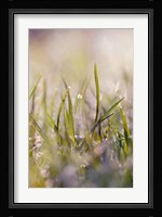 Soft Morning Dew I Fine Art Print