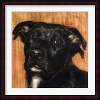 Puppy Dog Eyes I Fine Art Print