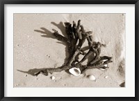 Coral on Sand Fine Art Print