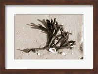 Coral on Sand Fine Art Print