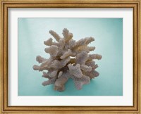 Coral on Teal Fine Art Print