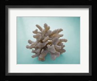 Coral on Teal Fine Art Print