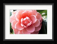 Coral Bloom Fine Art Print