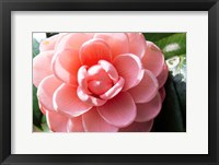 Coral Bloom Fine Art Print
