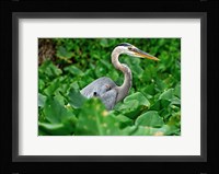 On The Lookout Fine Art Print