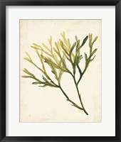 Watercolor Sea Grass V Fine Art Print