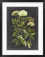 Bookplate Floral I Framed Print