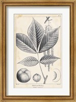 Vintage Hickory Tree Fine Art Print