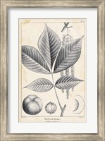 Vintage Hickory Tree Fine Art Print