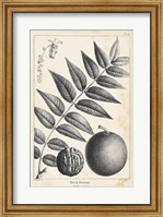 Vintage Black Walnut Tree Fine Art Print