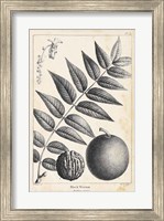 Vintage Black Walnut Tree Fine Art Print