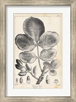 Vintage Pistachio Tree Fine Art Print