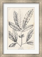 Vintage Laurel Oak Tree Fine Art Print