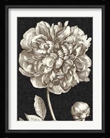 Dramatic Peony I Fine Art Print