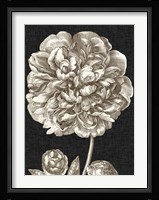 Dramatic Peony II Fine Art Print