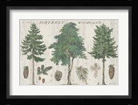 Woodland Chart I Fine Art Print