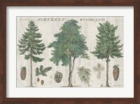 Woodland Chart I Fine Art Print