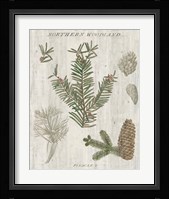 Woodland Chart II Framed Print
