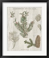 Woodland Chart II Framed Print