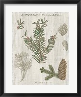 Woodland Chart II Fine Art Print