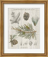 Woodland Chart III Fine Art Print