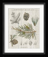 Woodland Chart III Fine Art Print